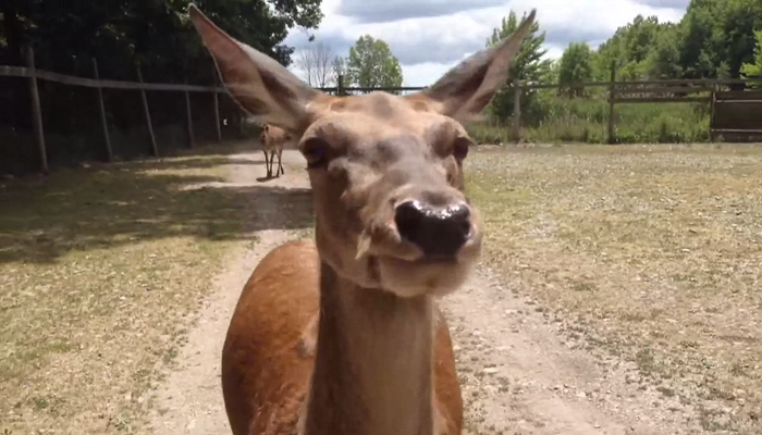 ‘Don’t veer’ OPP warns drivers about wildlife after deer collides with 2 vehicles