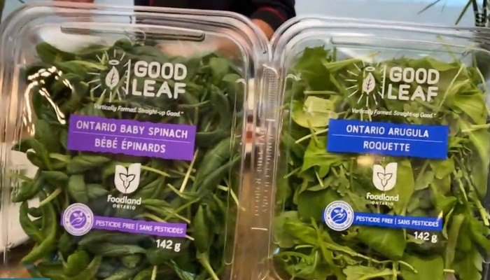 3 healthy and easy recipes using microgreens