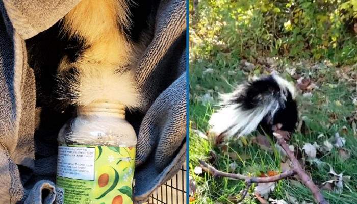 Oakville & Milton Humane Society saves skunk with mayo container stuck on its head