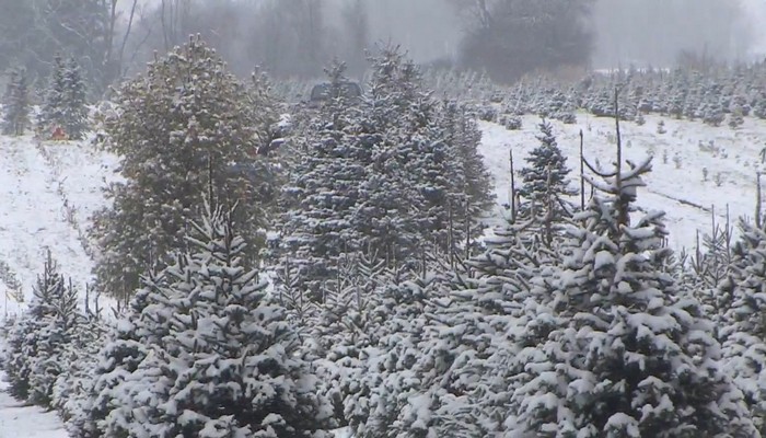 Christmas trees are selling out fast with a tree shortage this year