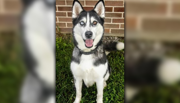 Adopt this friendly husky from Lincoln County Humane Society