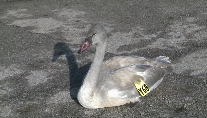 Birding tour with Bird Friendly Hamilton and Burlington