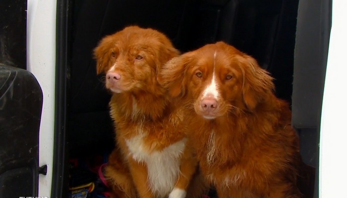 Man jumps into a pond in Flamborough to save two dogs that fell in