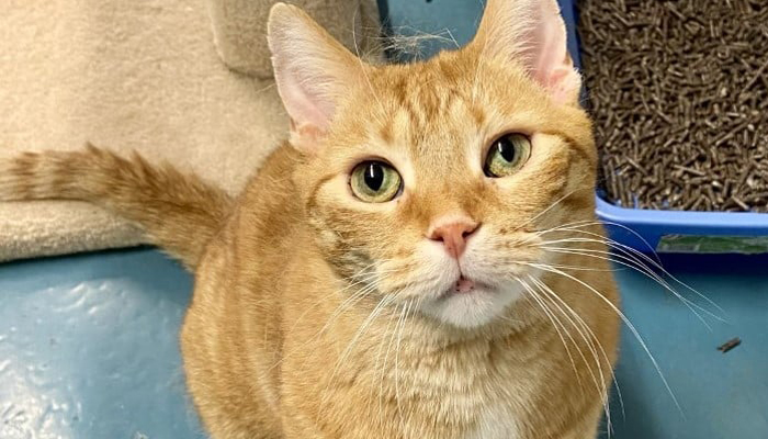 Adoptable Pets: Oakville and Milton Human Society introduce Red the cat