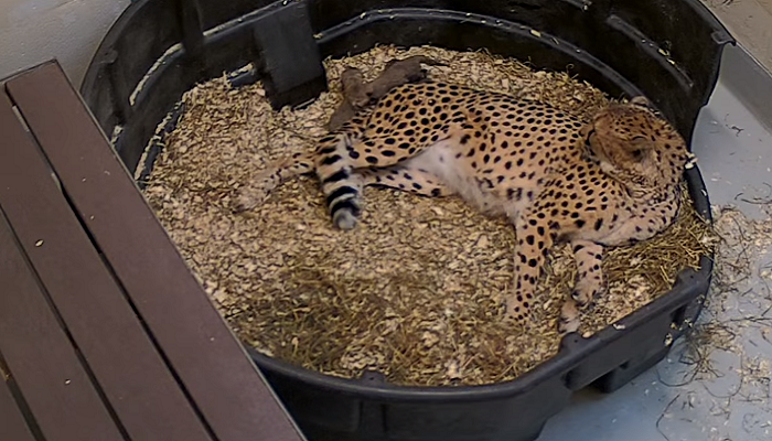 Toronto Zoo welcomes litter of cheetah cubs