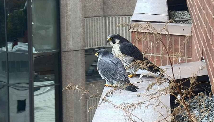 Female Peregrine Falcon ‘Lily’ who lived atop Sheraton Hamilton Hotel has died
