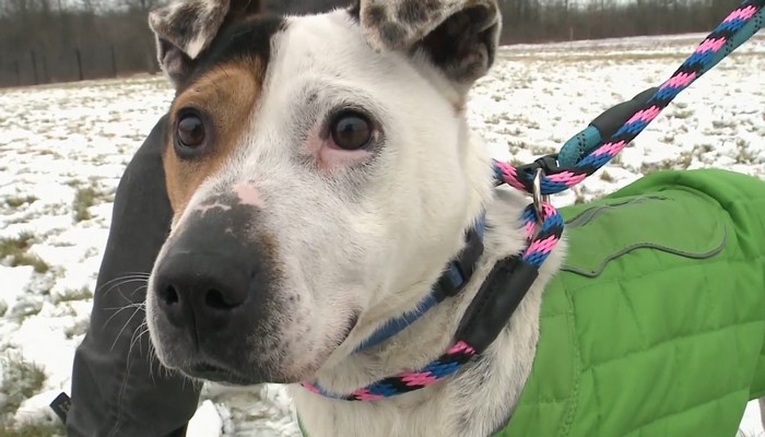 4 adorable dogs you can adopt from Niagara Dog Rescue