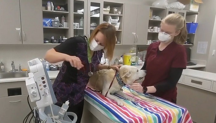 ‘Nobody is applying’ veterinarian shortage impacting local animal shelters, clinics