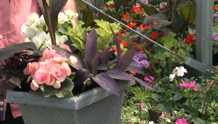 Colour is in full bloom at Wildhagen Greenhouses