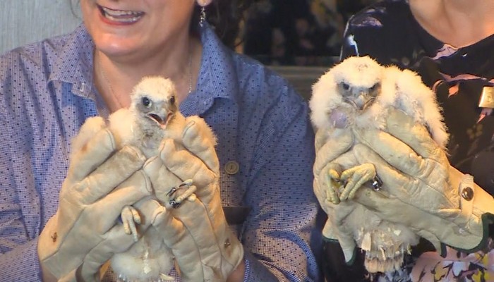 Peregrine falcon chicks banded and named at Sheraton Hotel