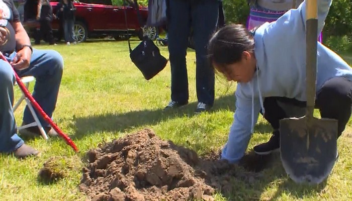 Symbolic apple trees planted at former residential school in Brantford