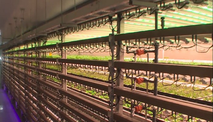 Vision Greens launches vertical farming facility in Welland