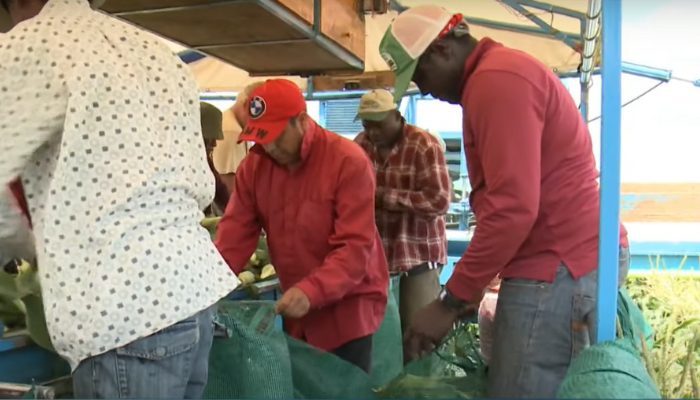 Open letter says Jamaican migrant farm workers face “systemic slavery” in Canada