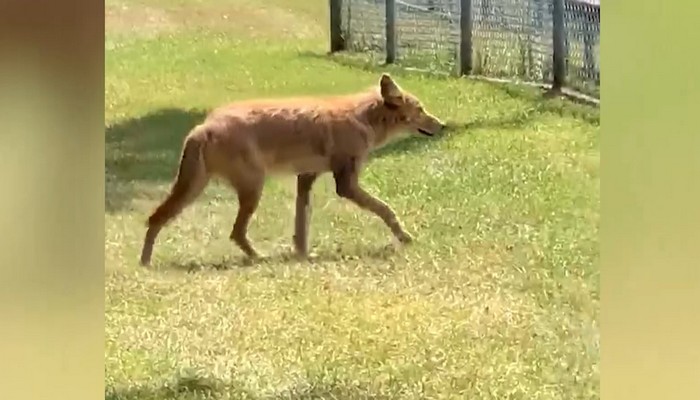 Third coyote eliminated in Burlington