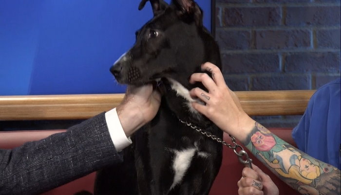 Hamilton/Burlington SPCA introduces us to Foxtrot