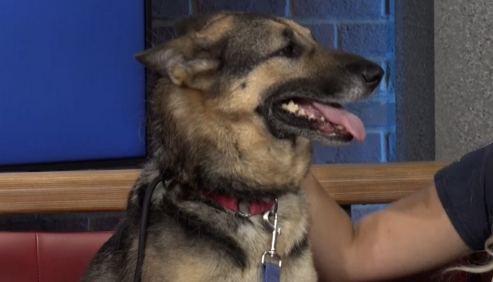 Lincoln County Humane Society introduces us to Sky