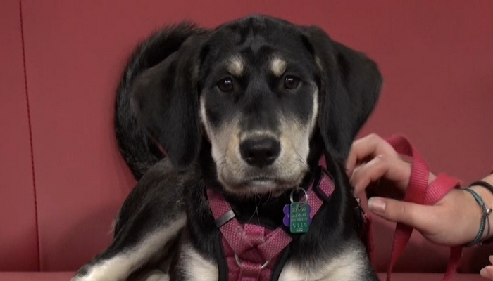 Oakville & Milton Humane Society introduces us to Bailey