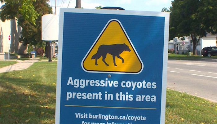 The City of Burlington says they’ve located the second coyote tied to the last two attacks and have since put it down