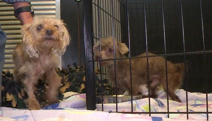 Two dogs recovering following neglect and malnourishment: Niagara Humane Society