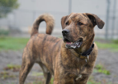 Meet Maverick, who is up for adoption at the Lincoln County Humane Society