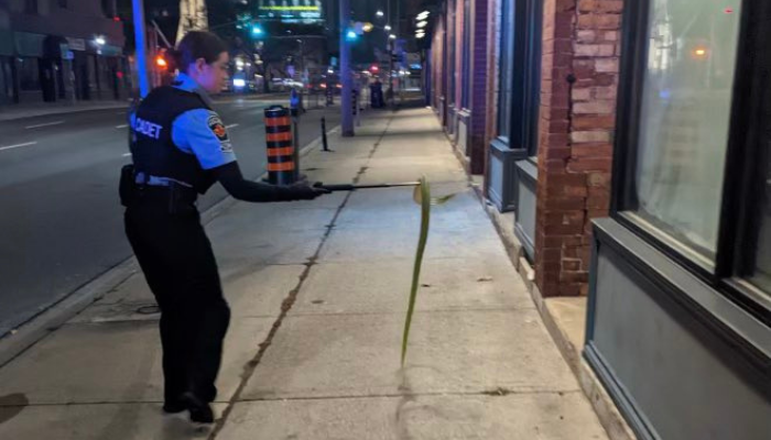 Hamilton police officer captures stolen python that slithered out of suspect’s coat