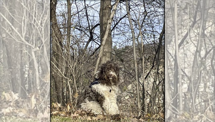 Police continue search for owner of dog found near Niagara escarpment