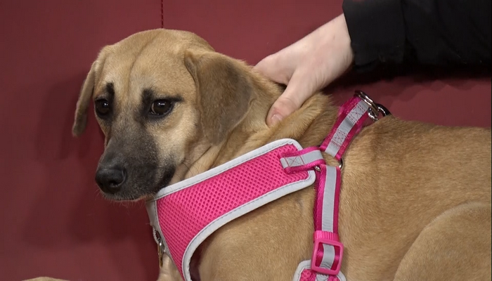 Meet Lana, who is up for adoption at the Lincoln County Humane Society