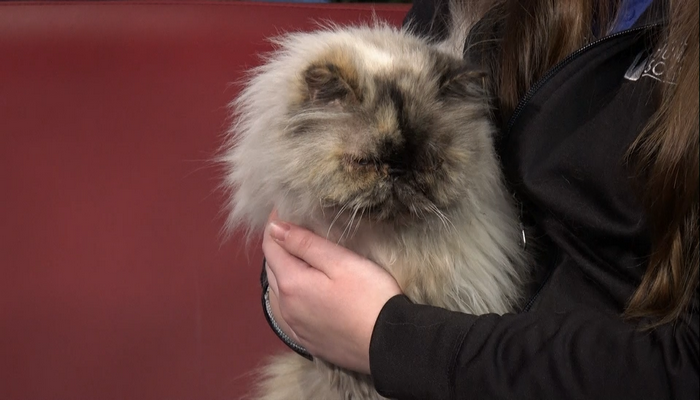 Meet Jem, a very fluffy cat up for adoption at the Oakville & Milton Humane Society