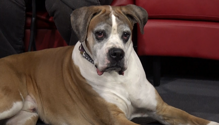 Meet Evo an adorable, adoptable dog from the Lincoln County Humane Society