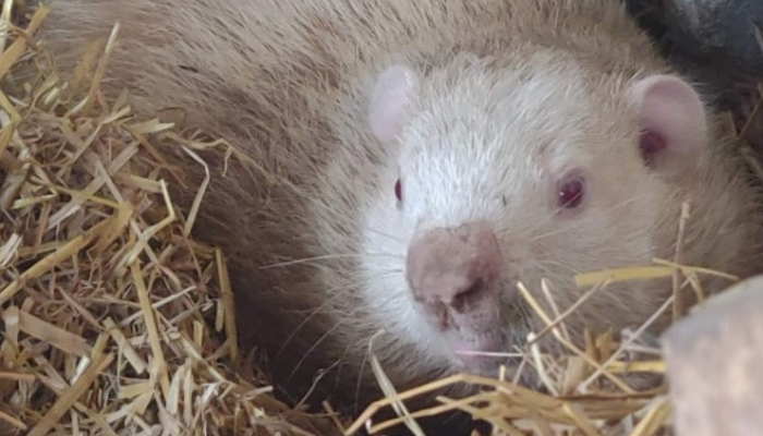 Ontario’s groundhog Wiarton Willie predicts early spring