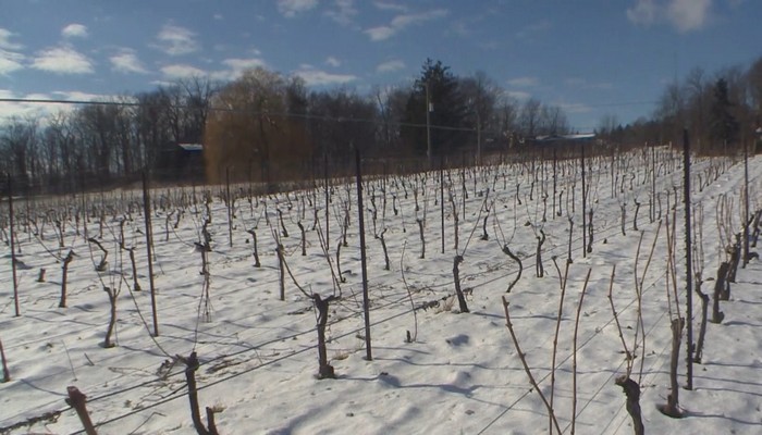 Niagara grape growers concerned about cold temperatures