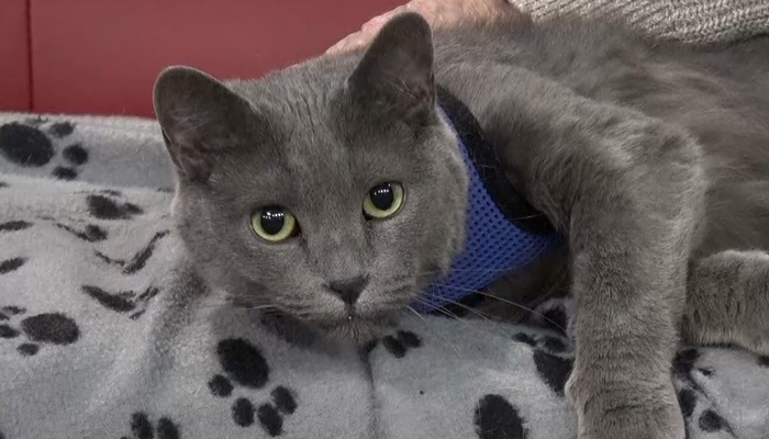 Meet Frankie, who is up for adoption at Animal Adoptions of Flamborough