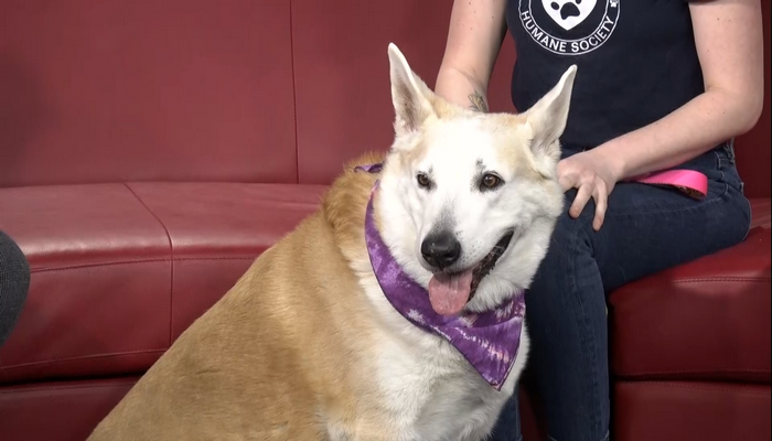 Meet Mishka, who is up for adoption at the Lincoln County Humane Society