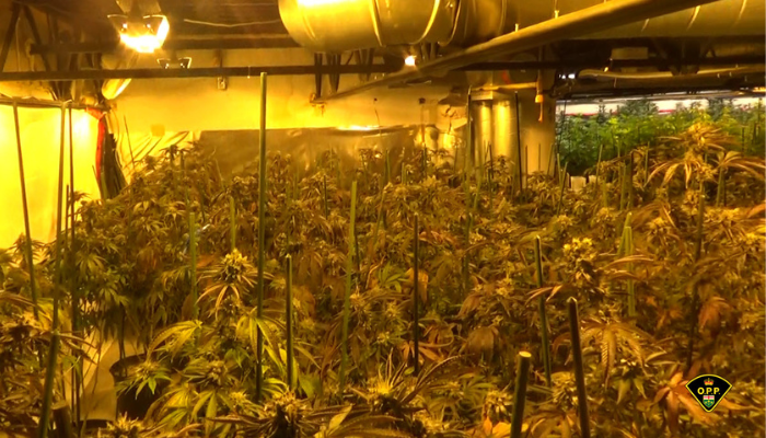 OPP charge 4 people, seize 1,800 cannabis plants worth $1.8M