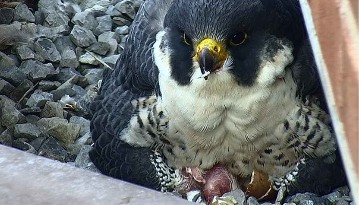 Downtown Hamilton welcomes four new peregrine falcon chicks