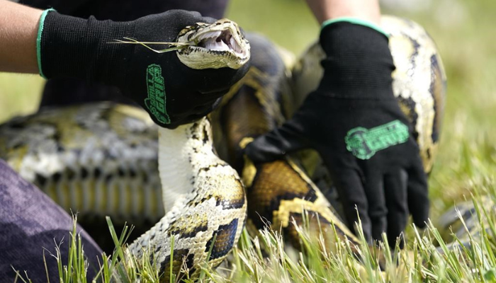 Toronto police make arrest after man allegedly assaulted with python