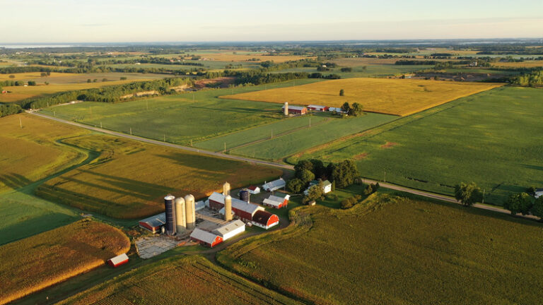 Aerial view of farm, red barns, corn field in September. Harvest season. Rural landscape, american countryside. Sunny morning.
