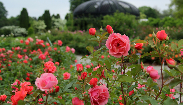 Rose garden in full bloom at Royal Botanical Gardens