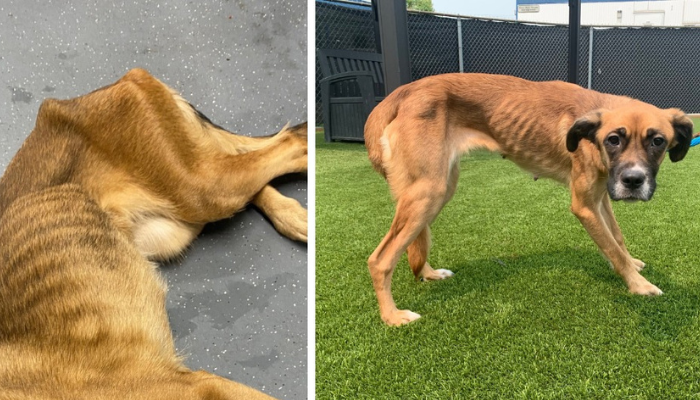 malnourished dogs found Oakville