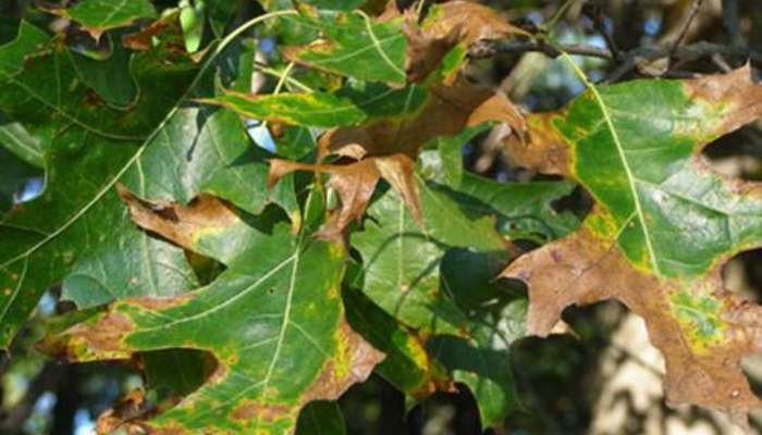 oak wilt Niagara Falls