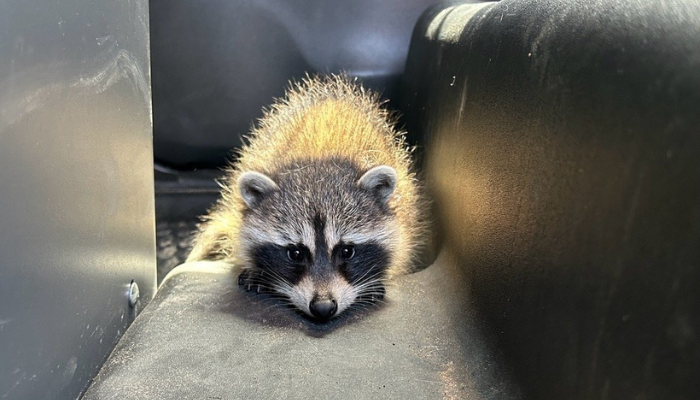 drunk driver with raccoon Huntsville