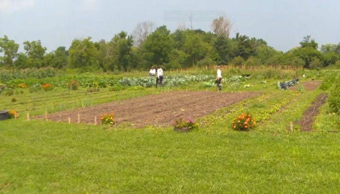 Niagara community garden provides relief amid high food costs