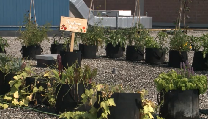 Garden on top of Mapleview mall provides food for community