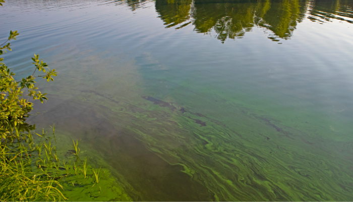 Binbrook Conservation Area beach closed after blue-green algae found