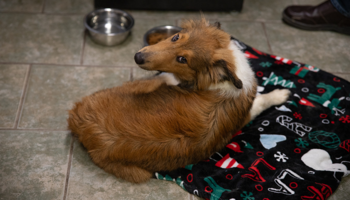 abandoned dogs rescued Niagara