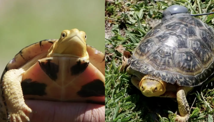 endangered turtle release hamilton