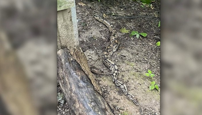 Woman spots ball python snake on Royal Botanical Gardens’ trail