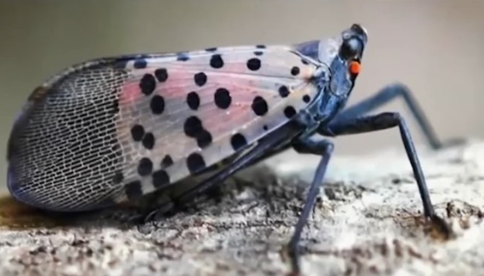 Invasive spotted lanternfly sightings reported in Niagara region