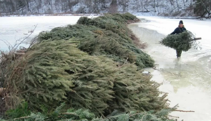 Royal Botanical Gardens accepting live Christmas tree donations