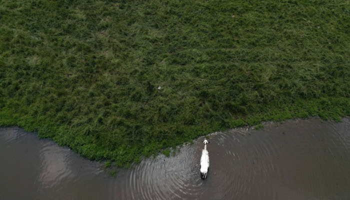 Cows cool off in a pond on a farm in the Ontario Greenbelt near Guelph, Ont., on Monday, July 10, 2023 (Cole Burston/The Canadian Press).